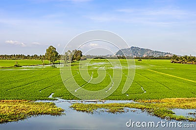 A rice field in Sam mountain Stock Photo